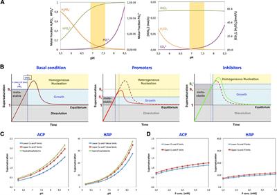 The Thermodynamics of Medial Vascular Calcification